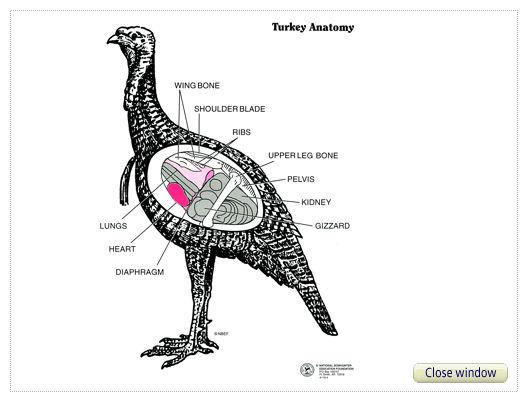 turkey anatomy diagram