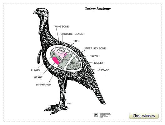 Turkey Anatomy Diagram turkey-anatomy-diagram